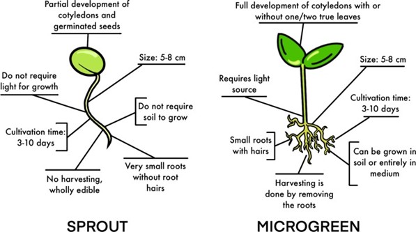 Compare the many parts of a microgreen and sprout